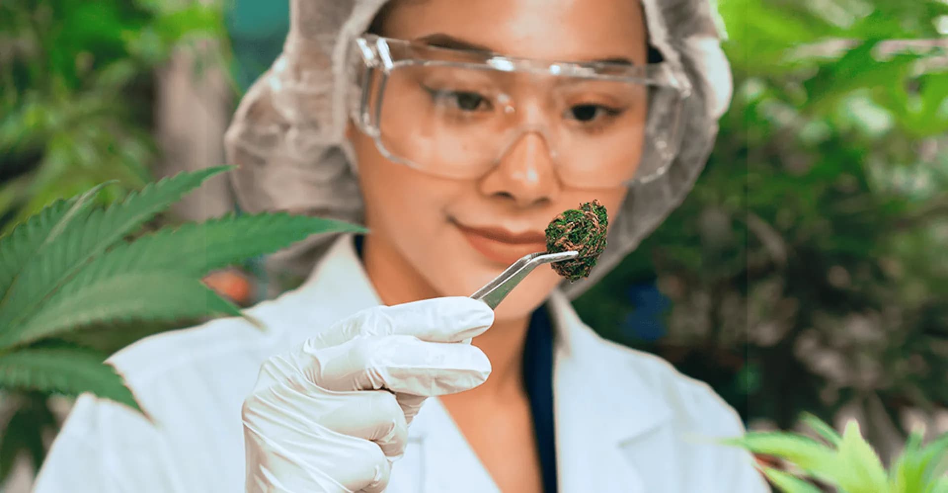 Pesquisadora de touca, óculos de proteção e luvas examina com uma pinça uma flor seca de cannabis, entre plantas.