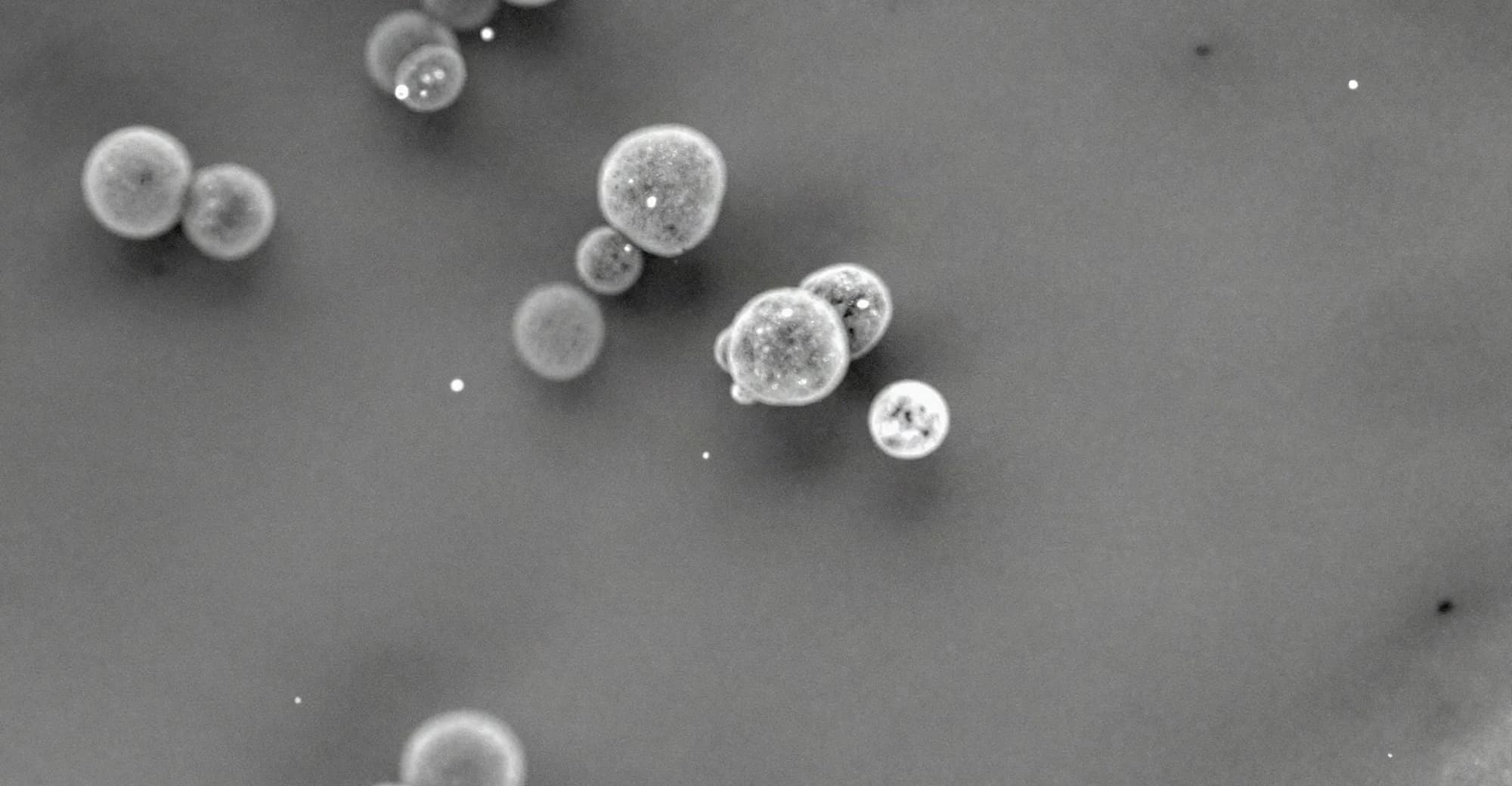 Micrografia eletrônica em tons de cinza de uma superfície cerâmica lisa com partículas esféricas mais claras dispersas sobre ela.